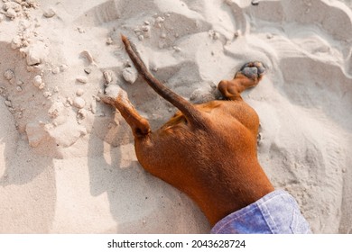 Close-up of the hind legs and tail of a dwarf dachshund lying on a sandy beach. Dog traveler, blogger, travelblogger. Dog enjoys a walk in the fresh air outdoors. High quality photo