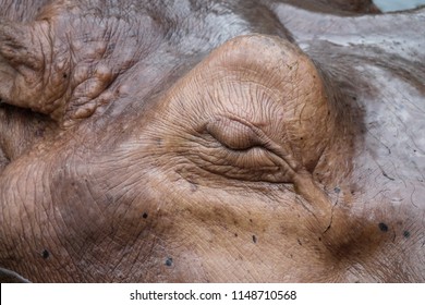 close-up hippo eyes closing 
