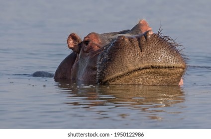 Close-up Of A Hippo In Lake Naivasha