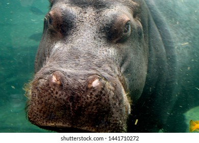 Close-up Of A Hippo Underwater