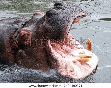 A close-up of a hippopotamus with its mouth wide open, revealing large teeth and pink interior, partially submerged in water, showcasing typical hippo behavior.