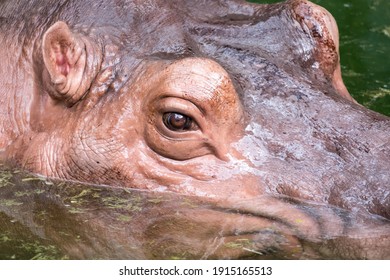 Close-up of the hippo's eyes, Hippopotamus floating on the water. Animal and nature.