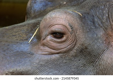 Close-up of the hippo's eyes, Hippopotamus floating on the water. Animal and nature. High quality photo