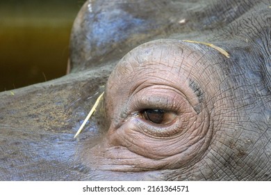 Close-up of the hippo's eyes, Hippopotamus floating on the water. Animal and nature. High quality photo