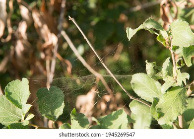 Close-up: Hobo Spider With Its Web In The Forest