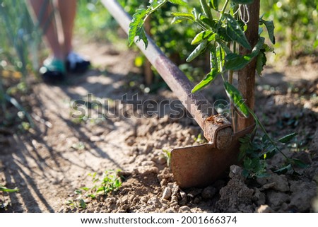 Close-up hoeing tomatoes. Hoe from hand tools used for hoeing and planting flowers. Caring for garden herbts. Garden tools.
