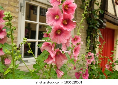 Close-up Of A Hollyhock In Front Of A House