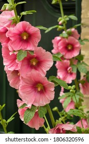 Close-up Of A Hollyhock In Front Of A House