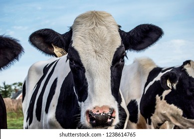 Closeup Of Holstein Cow On A Farm With Others Cows In The Background.