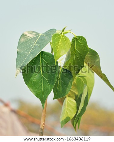 Closeup of holy /sacred fig (Ficus religiosa) tree leaves. Also known as ashwattha / peepul / bodhi tree. Hindu and Jain ascetics consider the tree to be sacred.