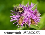 Closeup of a honey bee, Apis mellifera, and a bumble bee, Bombus sp., foraging on a spotted knapweed flower on Mt. Sunapee, in Sunapee State Park, Newbury, New Hampshire.