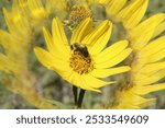 Closeup of a Honey Bee collecting pollen from a Maximilian Sunflower.  Photo taken with a special effects lens