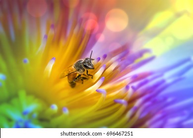 Close-up Of A Honey Bee Collecting Pollen From A Yellow Flower