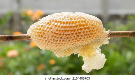 Closeup Honey Bee Comb Fresh Natural Stock Photo 2154408903 | Shutterstock