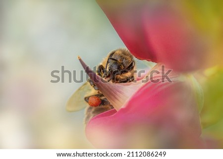 Similar – Image, Stock Photo from above Nature Plant