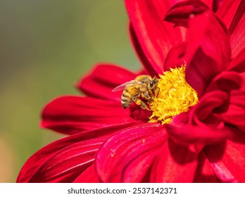 Closeup of Honey Bee pollinating on beautiful red Dahlia flower in the garden.  - Powered by Shutterstock