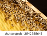 A closeup of honey bees in a hive. Apiculture.