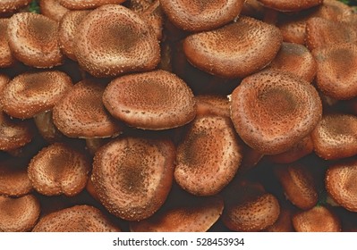 Close-up Of Honey Fungus