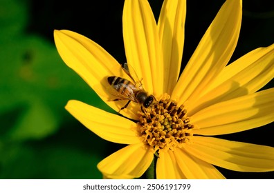 A close-up of a honeybee collecting nectar from a vibrant yellow sunflower. The bright petals contrast against a blurred green background, highlighting the bee's delicate wings and the flower's detail - Powered by Shutterstock