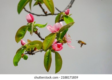 Close-up Of A Honeybee Flying Near Pink Flowers Of A Quince Tree Against Grey Background In Spring, South Korea 
                              