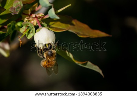 Similar – Foto Bild honeybee Natur Pflanze