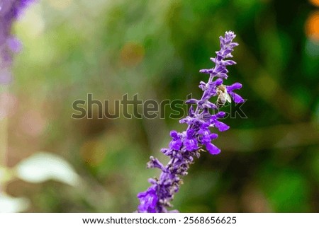 Similar – Image, Stock Photo Vibrant insect on lavender in natural habitat