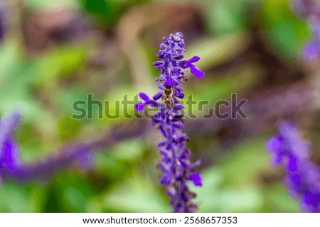Similar – Image, Stock Photo Vibrant insect on lavender in natural habitat