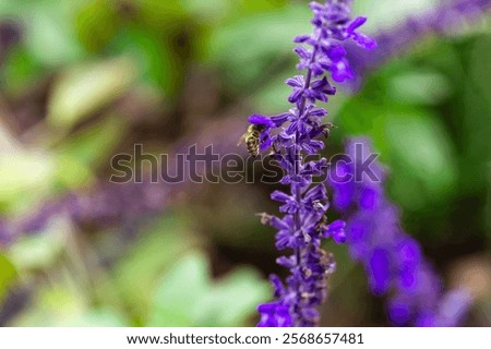 Similar – Image, Stock Photo Vibrant insect on lavender in natural habitat