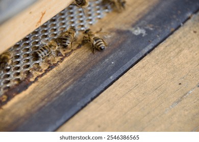 Close-up of honeybees entering a beehive through a metal mesh entrance, highlighting hive activity and pollination. Wooden hive structure visible, emphasizing beekeeping and insect behavior. - Powered by Shutterstock