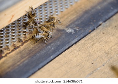 Close-up of honeybees entering a beehive through a metal mesh entrance, highlighting hive activity and pollination. Wooden hive structure visible, emphasizing beekeeping and insect behavior. - Powered by Shutterstock