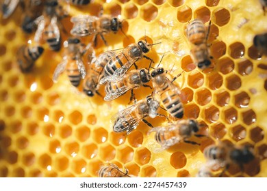 closeup of honeycomb with bees making honey