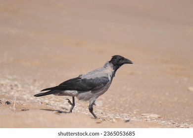  Close-up of hooded crow (Corvus cornix) walking on beach sand on a sunny day - Shutterstock ID 2365053685