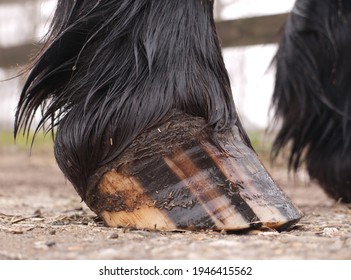 Close-up of the hoof of a Friesian horse standing on a concrete floor, photographed from a low point of view. The hoof is greased with hoof oil for a good overall care of the hoof
