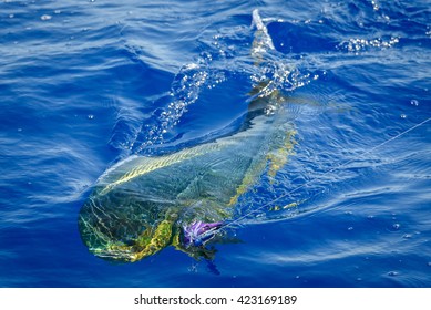 Close-Up of hooked Mahi Mahi - Powered by Shutterstock