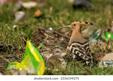 Close-up of a Hoopoe bird on the ground, showcasing its striking plumage and long beak while looking for food in a natural habitat. - Powered by Shutterstock