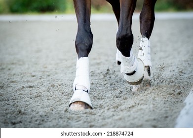 Closeup of the hooves from a horse while in trot on an outside track 