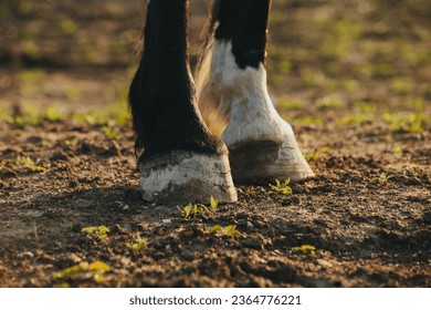 Close-up of the hooves of an unshod horse. - Shutterstock ID 2364776221