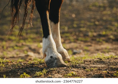 Close-up of the hooves of an unshod horse. - Shutterstock ID 2364776227