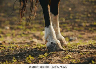 Close-up of the hooves of an unshod horse. - Shutterstock ID 2364776229