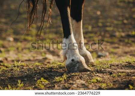 Close-up of the hooves of an unshod horse.