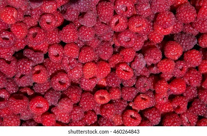 Close-up Horisontal Red Rasberry Texture In Sunlight