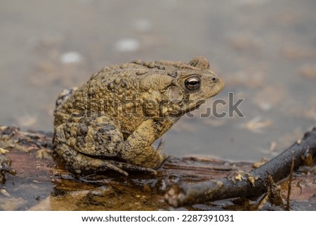 Close-up horizontal of Eastern American Toad (Bufo americanus) sits on log in pond.
