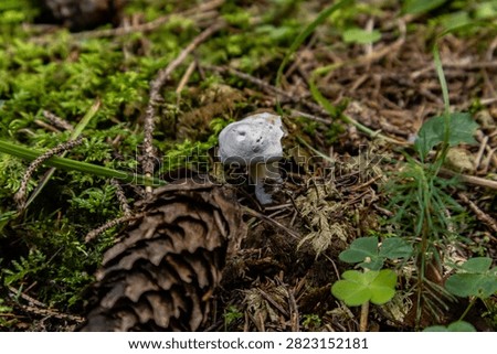 A close-up horizontal macro shot of a brown pine cone lying next to a tiny white wild mushroom on mossy soil in a pine forest.