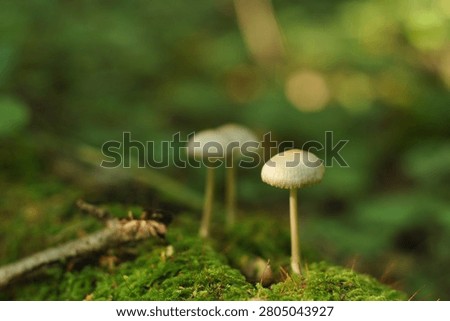A close-up horizontal shot of two small, white textured puffball mushrooms growing on the dark forest floor, surrounded by green clover sprouts and dry autumn leaves with a soft blurred background.