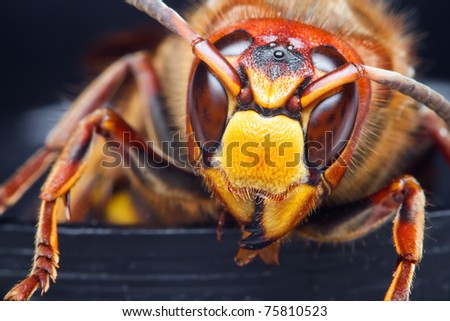 Close-up Hornet