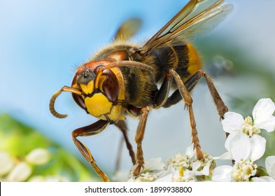 Close-up of a hornet in a meadow