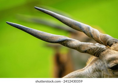 Close-up of horns of an eland