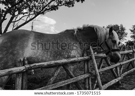 A closeup of a horse beside a wooden fence at a farm in black and white
