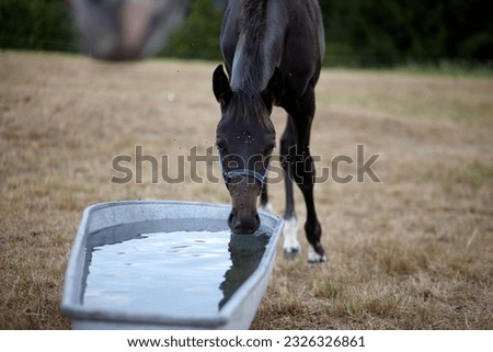 A closeup of a horse drinking water from a metal bucket in farmland outdoors