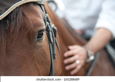 closeup of a horse head with detail on the eye and on rider hand. harnessed horse being lead - close up details.  a stallion horse being riding. A picture of an equestrian on a brown  horse in motion  - Powered by Shutterstock